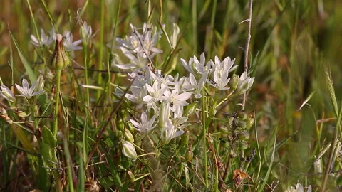 Many small white flowers with sitting on them flies Stock Footage 100367937