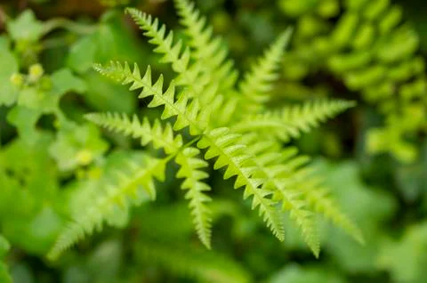 Many small worms on a leaf  Stock Photos