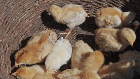 Many small yellow chicks sitting in basket Stock Footage 337209552