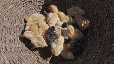 Many small yellow chicks sitting in basket Stock Footage 337210360