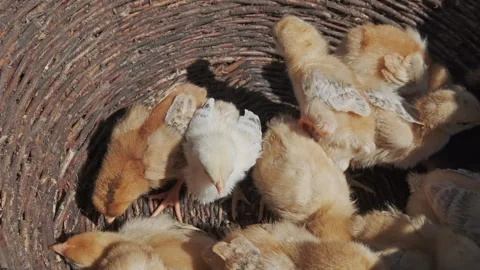 Many small yellow chicks sitting in basket Stock Footage 337641770