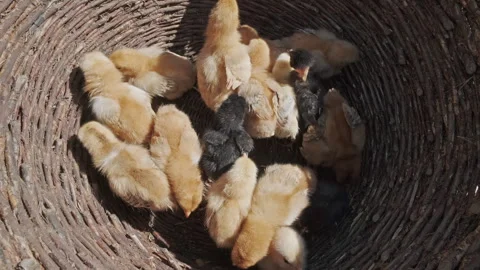 Many small yellow chicks sitting in basket Stock Footage 337660487