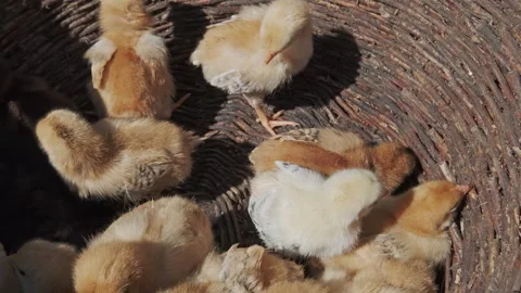 Many small yellow chicks sitting in basket Stock Footage 338257740