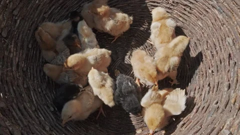 Many small yellow chicks sitting in basket Stock Footage 338308139