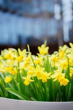 Many small yellow daffodils growing in a big flowerpot outside at industria.. Stock Photos