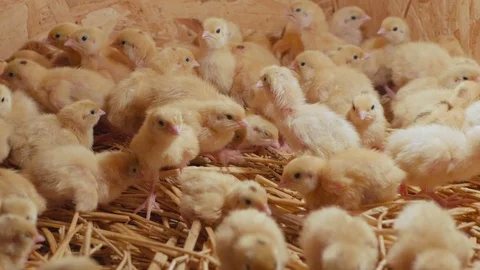 Many small yellow quail chicks in a cage 스톡 동영상 97729704