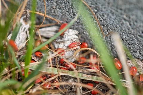 Many small young fire bugs are hiding in the grass Stock Photos
