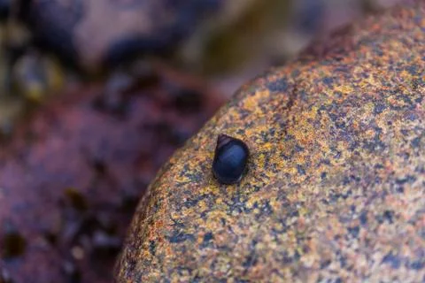 Many snail  shells land on a sandy beach and like to hold onto stones Stock Photos