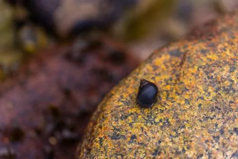 Many snail  shells land on a sandy beach and like to hold onto stones Stock-Fotos