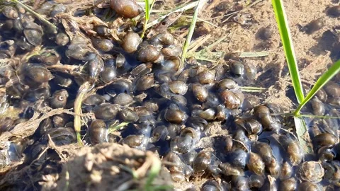 Many  snail in the water. Stock Footage 138072587