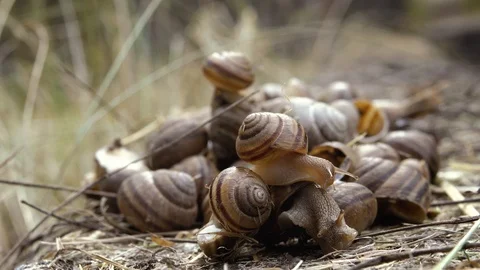 Many snails close up Video stock 111957712