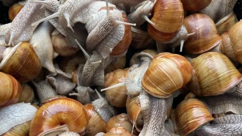 Many snails crawl for food Stock Footage 263768969