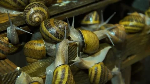 Many snails crawl on the surface Stock-Footage 139384466