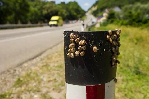 Many Snails on the Roadside Pillar Foto stock
