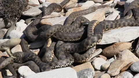 Many snakes gathered in the tangle Video stock 82450392