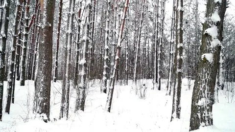 Many snow covered pine trees in the forest Stock Footage 71821080