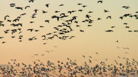 Many snow geese in flight Stock Footage