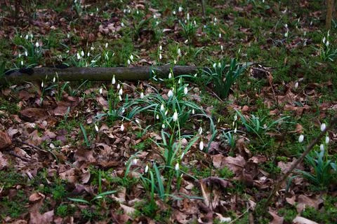 Many snowdrops in the forest. Stock Photos