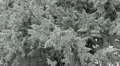 Many Snowed Fir Trees Twigs Winter Snowy Forest in a Fog Mystical Mystery Day HD Footage