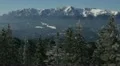 Many Snowed Fir Trees Winter Landscape Picturesque Majestic Scene Panorama Sunny HD Footage