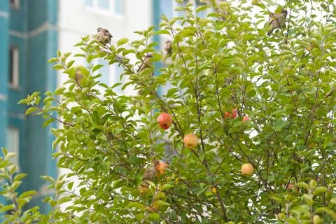 Many sparrows on the apple-tree within the city Stock Photos