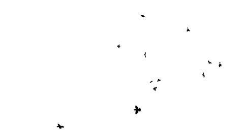 MANY SPARROWS FLYING UNDERSIDE C Vídeos de archivo 101464422