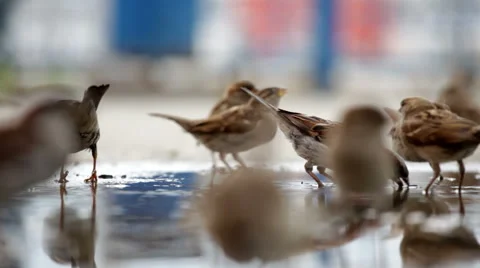 Many sparrows jump on a big pool Video stock 50950089