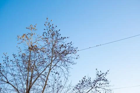 Many sparrows on tree branches against the sky. Birds in winter. Stock Photos