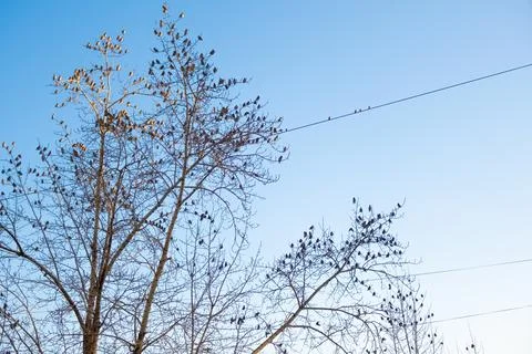 Many sparrows on tree branches. Winter sunny day. Stock Photos