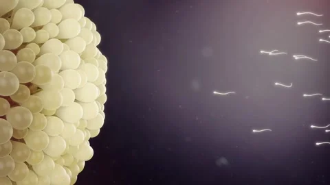Many sperm swim toward the egg in the fallopian tube. Stockbeeldmateriaal 345012816
