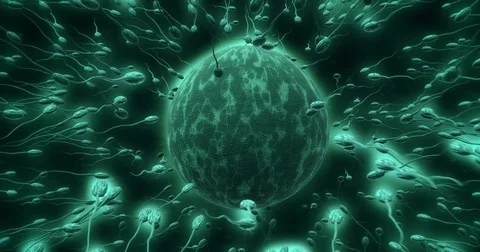 Many sperms surrounding egg Single Sperm Enters  Video stock 73627417