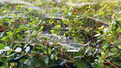 Many spider webs gently moving on a green bush Video stock 337498739