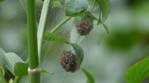 Many spiderlings Stock Footage 83464129