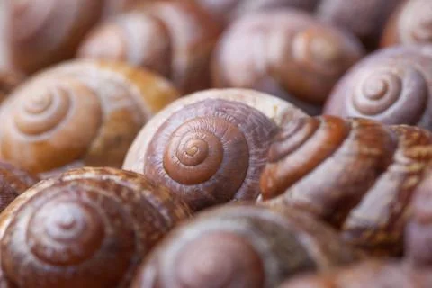 Many spiral snails shells. selective focus. abstract detailed macro photo Stock Photos