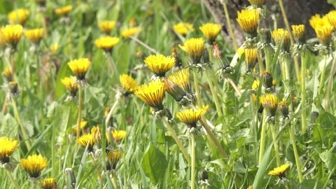 Many spring dandelions in the field Stock Footage 253431424