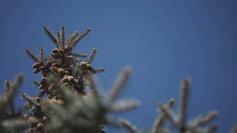Many spruce cones on top of a tree Stock Footage 107726676