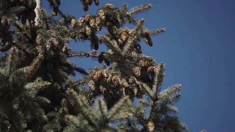 Many spruce cones on a tree branch Stock Footage 107726639