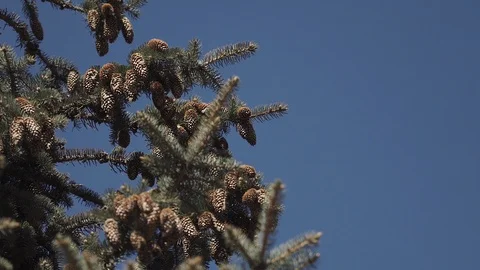 Many spruce cones on a tree branch Stock Footage 107726661