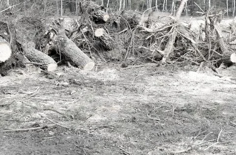 Many spruce lying tree stumps after deforestation. Stock Photos