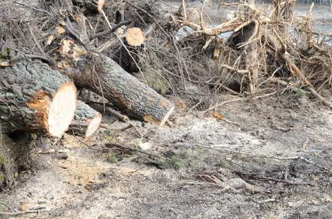Many spruce lying tree stumps after deforestation. Stock Photos