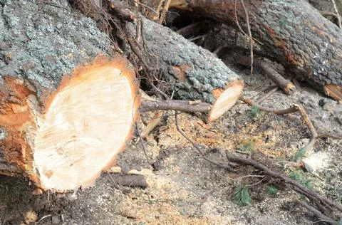 Many spruce lying tree stumps after deforestation. Stock Photos