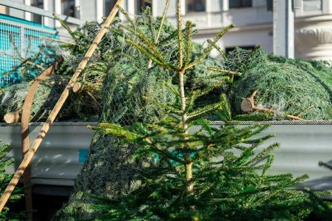 Many spruce trees cut down and brought from the nursery stand on the market Stock Photos