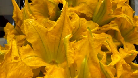 Many Squash flowers in crate Stock Footage 284465143
