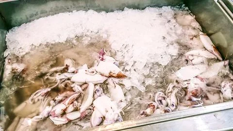 Many squid Stock Photos