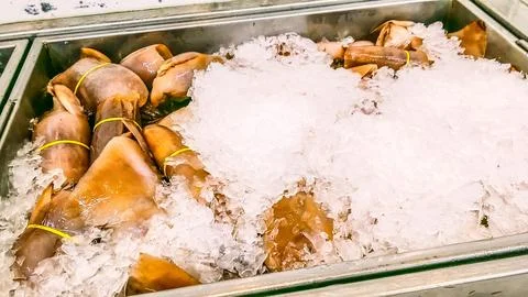 Many squid Stock Photos