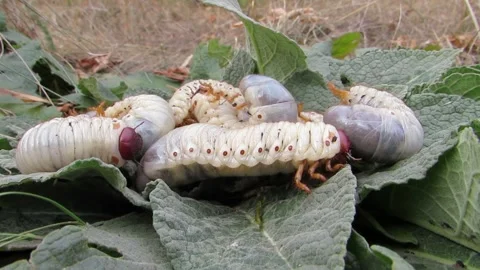 Many stag beetle larvae stag beetle larvae on a green background Stock Footage 287623774