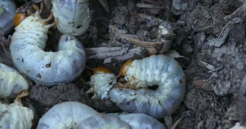 Many stag beetle larvae on the surface o... | Stock Video | Pond5