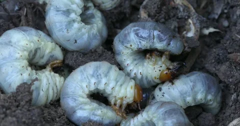 Many stag beetle larvae on the surface o... | Stock Video | Pond5