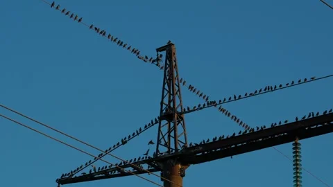 Many starlings Stock Footage 321946093