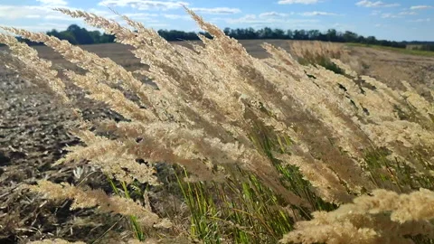 Many stems dry feather grass flowers swaying wind field sunny summer day. Stock Footage 297861633